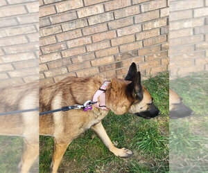 Mutt Dogs for adoption in Imlay City, MI, USA
