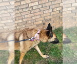 Roxanne located in New Mexico (aka Roxie) - Female Mutt Dog for Adoption - Small photo