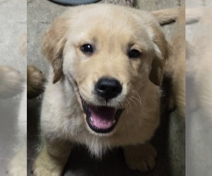 Golden Retriever Puppy for sale in REDDING, CA, USA
