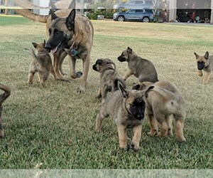 Belgian Malinois Puppy for sale in ST GEORGE, UT, USA