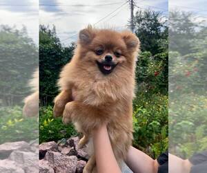 German Spitz Puppy for sale in Kyiv, Kyiv City, Ukraine