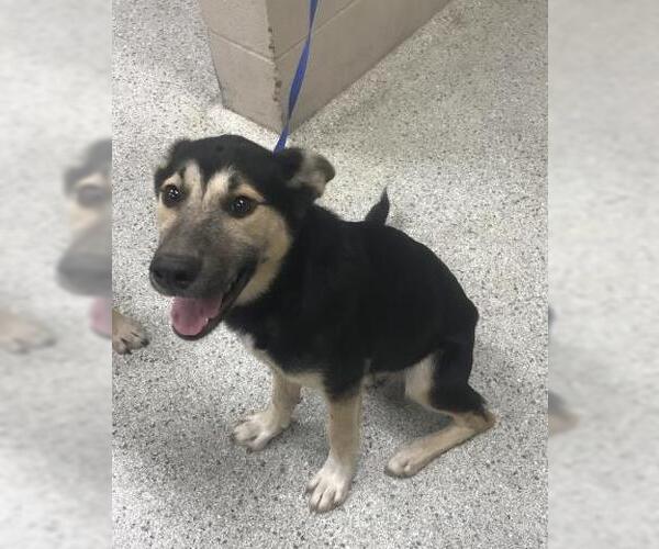 Medium Photo #1 German Shepherd Dog-Unknown Mix Puppy For Sale in Conroe, TX, USA