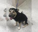 Small German Shepherd Dog Mix