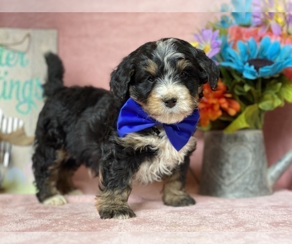 Medium Photo #1 Miniature Bernedoodle Puppy For Sale in LANCASTER, PA, USA