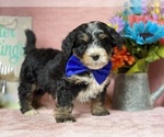 Small Photo #1 Miniature Bernedoodle Puppy For Sale in LANCASTER, PA, USA