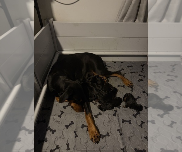 Medium Photo #2 Doberman Pinscher Puppy For Sale in CHEPACHET, RI, USA