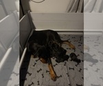 Small #1 Doberman Pinscher