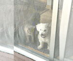 Small #8 Bichon Frise