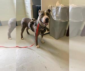 American Staffordshire Terrier-Unknown Mix Dogs for adoption in Corpus Christi, TX, USA