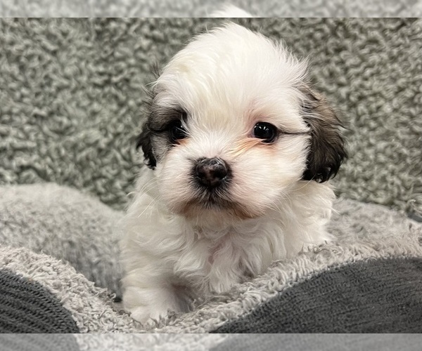 Medium Photo #8 Zuchon Puppy For Sale in RENO, NV, USA