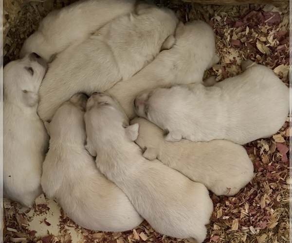 Medium Photo #4 Labrador Retriever Puppy For Sale in ALL HEALING SPRINGS, NC, USA