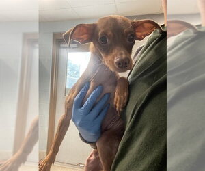 Chihuahua-Unknown Mix Dogs for adoption in Tallahassee, FL, USA