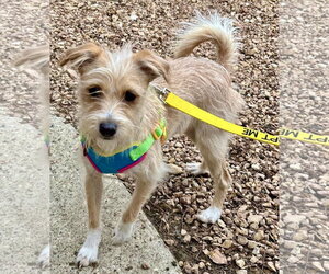 Mutt Dogs for adoption in St. Louis Park, MN, USA