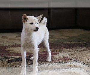 Shiba Inu Puppy for sale in SHILOH, OH, USA