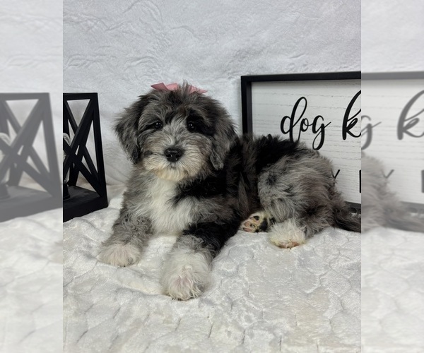 Medium Photo #4 Bernedoodle (Miniature) Puppy For Sale in GREENFIELD, IN, USA