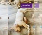 Small #2 Golden Retriever