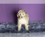Small #1 Miniature Bernedoodle-Poodle (Miniature) Mix