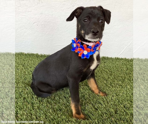 Medium Photo #4 Rat Terrier-Unknown Mix Puppy For Sale in San Diego, CA, USA