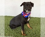 Small #3 Rat Terrier Mix