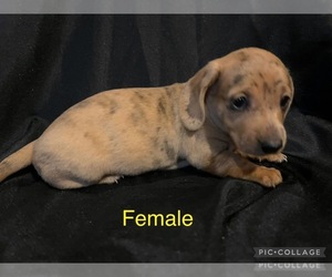 Dachshund Puppy for sale in LAWSON, MO, USA
