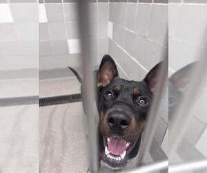 Labrador Retriever-Unknown Mix Dogs for adoption in Las Vegas, NV, USA