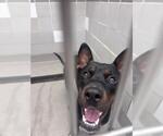 Small Labrador Retriever Mix