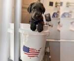 Small Photo #15 Labrador Retriever Puppy For Sale in ALEXANDRIA, VA, USA