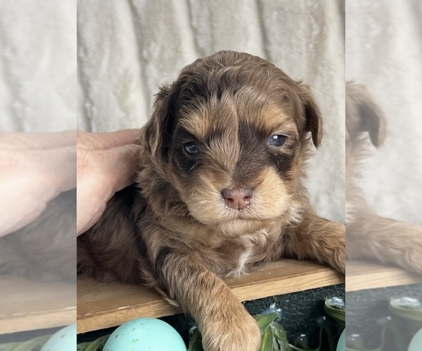 Medium Photo #3 Goldendoodle mix (+ Poodle Miniature) Puppy For Sale in NILES, MI, USA