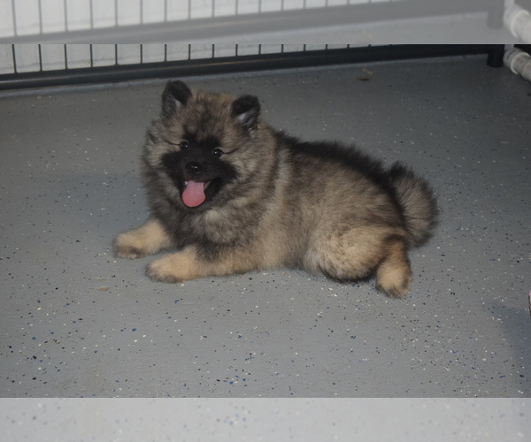 Medium Photo #17 Keeshond Puppy For Sale in FAYETTEVILLE, TN, USA