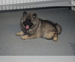 Small Photo #17 Keeshond Puppy For Sale in FAYETTEVILLE, TN, USA