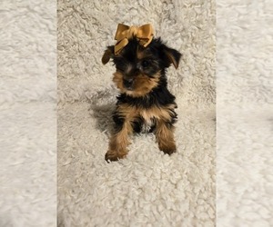 Yorkshire Terrier Puppy for sale in GRAND RAPIDS, MI, USA
