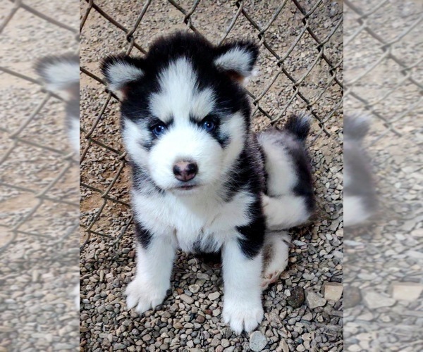Medium Photo #1 Siberian Husky Puppy For Sale in TUCSON, AZ, USA