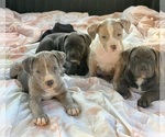 Small American Bully