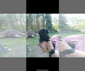 German Shepherd Dog Puppy for sale in AMBERG, WI, USA