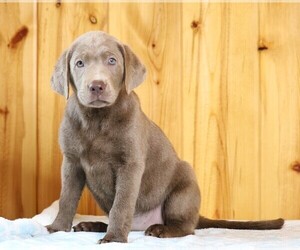 Labrador Retriever Puppy for sale in FREDERICKSBG, OH, USA