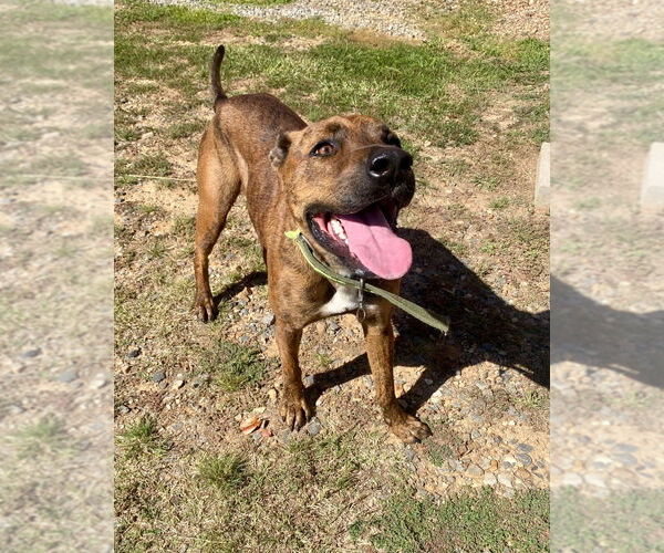 Medium Photo #4 American Staffordshire Terrier-Rottweiler Mix Puppy For Sale in Bryant, AR, USA