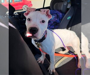 Sage - Female American Staffordshire Terrier-Argentinian Mastiff Mix Dog for Adoption - Photo #3
