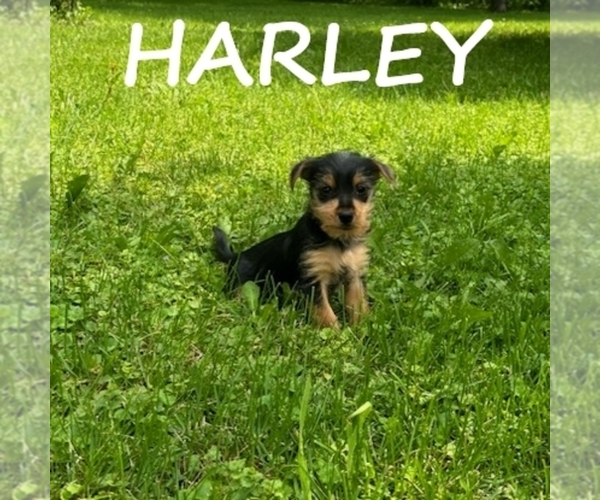 Medium Photo #1 Carkie Puppy For Sale in HARTLAND, MN, USA