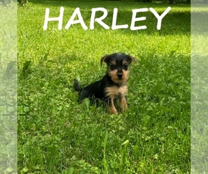 Carkie Puppy for sale in HARTLAND, MN, USA