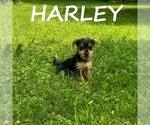 Image preview for Ad Listing. Nickname: Harley
