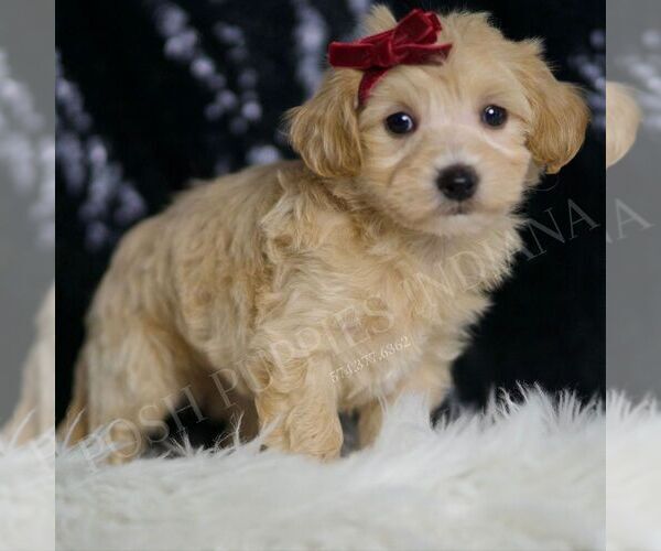 Medium Photo #4 Maltipoo Puppy For Sale in WARSAW, IN, USA
