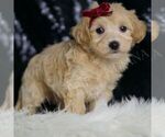 Small #3 Maltipoo