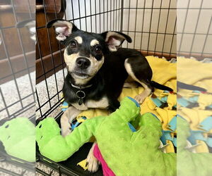 Chihuahua-Unknown Mix Dogs for adoption in Springdale, PA, USA