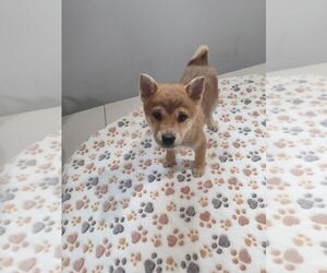Shiba Inu Puppy for sale in CALUMET CITY, IL, USA