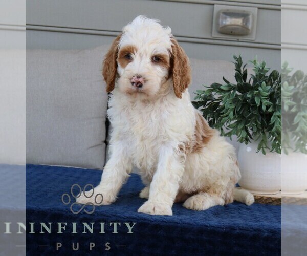 Medium Photo #2 Goldendoodle Puppy For Sale in NARVON, PA, USA
