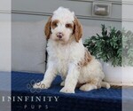 Small #1 Goldendoodle