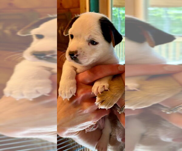 Medium Photo #8 Chihuahua-Unknown Mix Puppy For Sale in New York, NY, USA