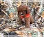 Small #8 Cavapoo (Miniature)