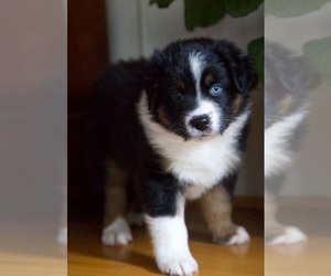 Australian Shepherd Puppy for Sale in GREER, South Carolina USA