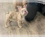 Small Photo #4 French Bulldog Puppy For Sale in DOWNEY, CA, USA